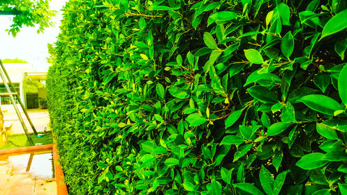 Close-up of green plants