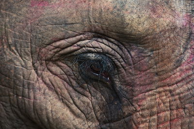 Closeup of elephant's eye in chitwan national park, nepal