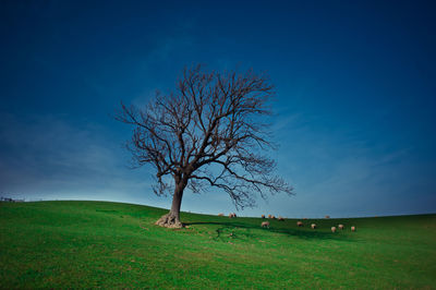 Scenic view of grassy field against cloudy sky