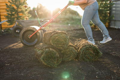 Low section of man watering plants