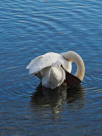 Swan swimming in lake
