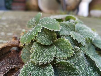 High angle view of succulent plant