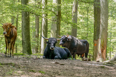 Horses in a forest