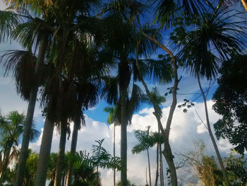 Low angle view of palm trees