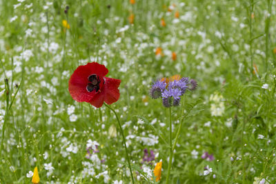 Close-up of red poppy flowers on field