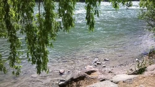 Flock of birds in water