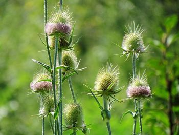 Close-up of thistle flower