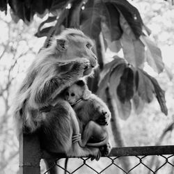 Monkey mother taking care of her baby