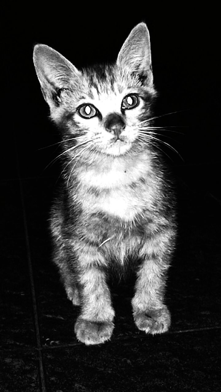 domestic cat, cat, one animal, feline, pets, animal themes, domestic animals, whisker, mammal, portrait, looking at camera, indoors, sitting, staring, close-up, alertness, relaxation, front view, animal head