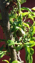 Close-up of fruits growing on tree