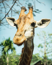 Close-up of a giraffe