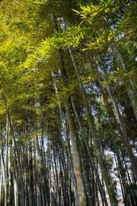 Low angle view of bamboo trees in forest
