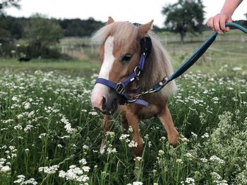 Mini shetty auf der wiese 