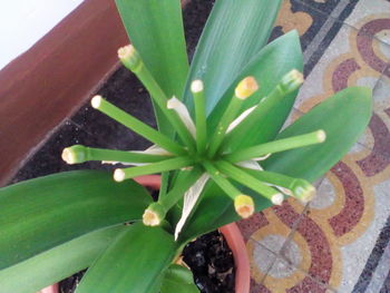 High angle view of potted plant