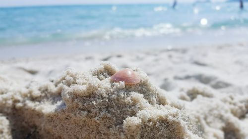 Close-up of seashell on beach