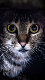 Close-up portrait of cat