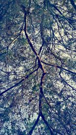 Close-up of bare tree against sky