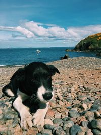 High angle view of dog on beach