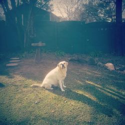Cat looking away