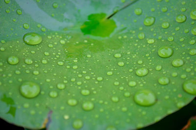 Close-up of raindrops on green leaves