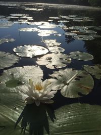 Water lily in lake