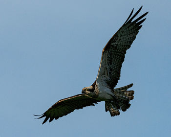 Low angle view of eagle flying against clear blue sky