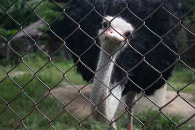 View of monkey on chainlink fence at zoo