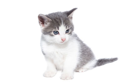 Portrait of white cat