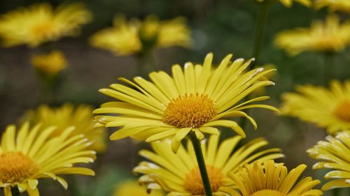 Close-up of yellow flowers