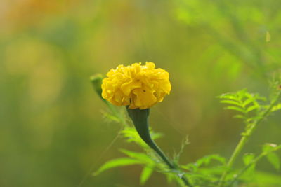Close-up of yellow flowering plant