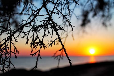 Silhouette tree against romantic sky at sunset