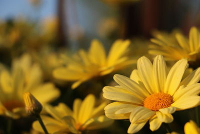 Close-up of yellow flowers blooming outdoors