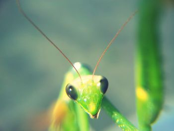 Close-up of praying mantis