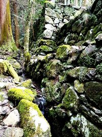 Moss growing on rock in forest