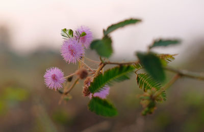 Mimosa pudica - sensitive flowers are blooming, close up detail of sensitive plant flower