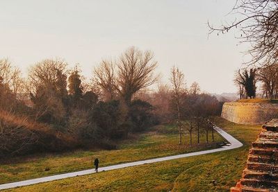 Bare trees on landscape