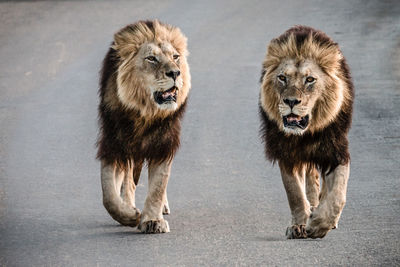 Lions walking on road