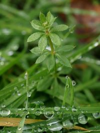 Close-up of wet plant leaves during rainy season