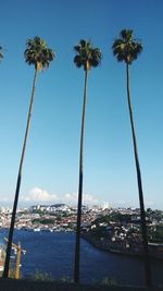 Scenic view of palm trees against sky