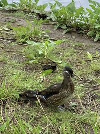 High angle view of bird on field