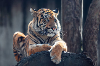 Close-up of a cat in zoo