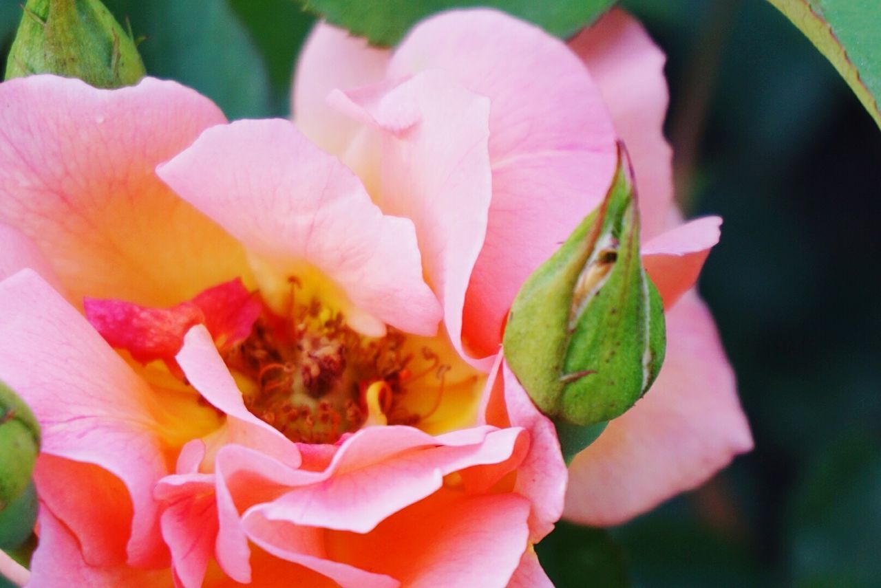 CLOSE-UP OF PINK FLOWER BLOOMING