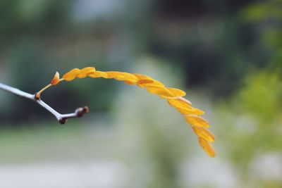 Close-up of yellow leaves on plant during autumn