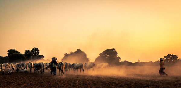 Cows walking at sunset