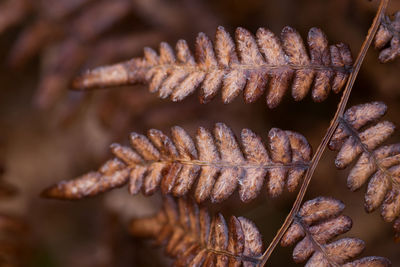 Close-up of dried plant