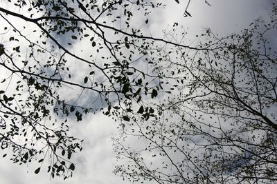 Low angle view of bird on branch against sky