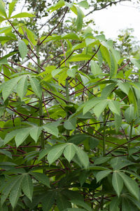 Low angle view of leaves on tree