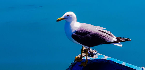 Low angle view of seagull perching on blue sky