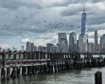 Seagulls flying over river in city