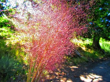 Plants growing on a tree